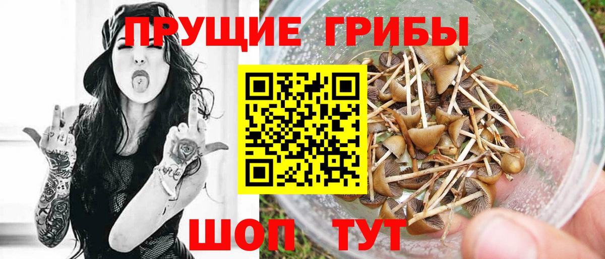 Галлюциногенные грибы Psilocybine cubensis  Вход с VPN  Сальск  Псилоцибиновые грибы ЛСД 